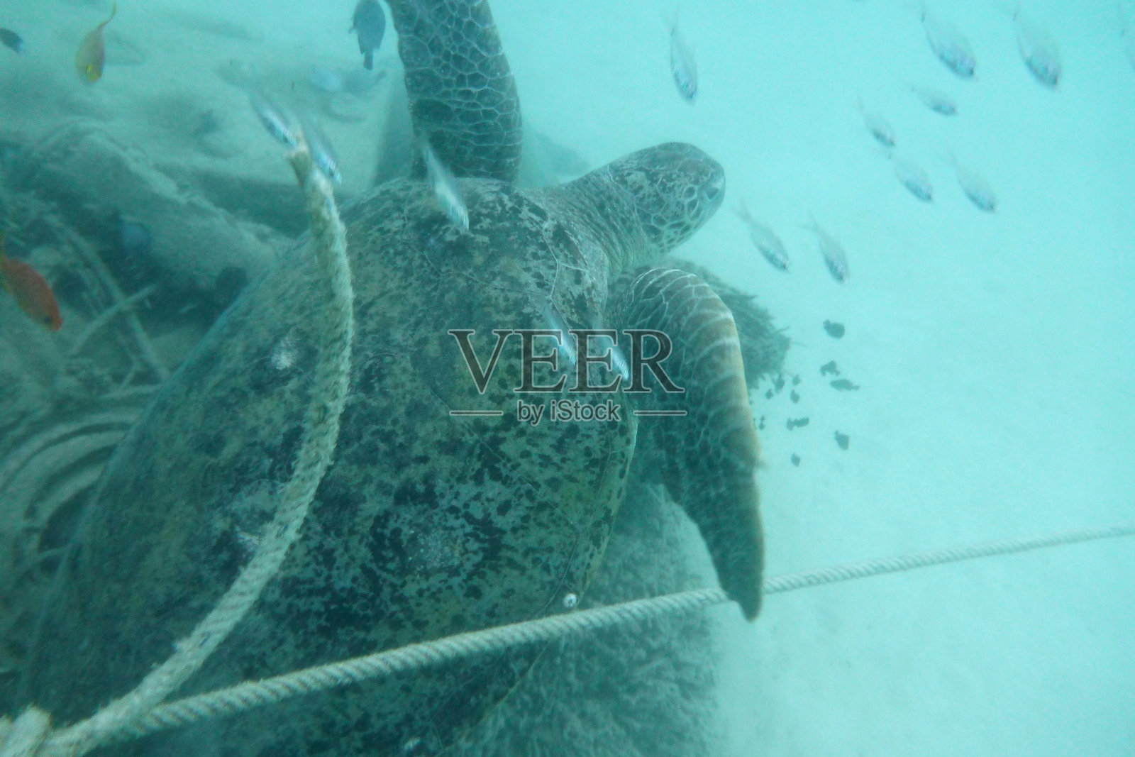 Turtles Sipadan记得照片摄影图片
