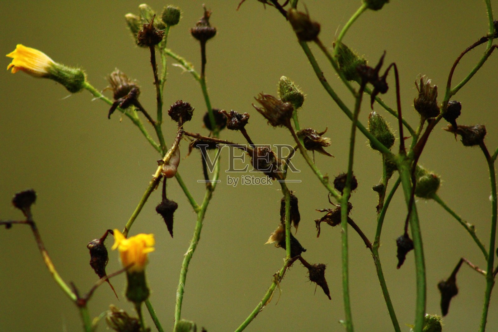 茎照片摄影图片