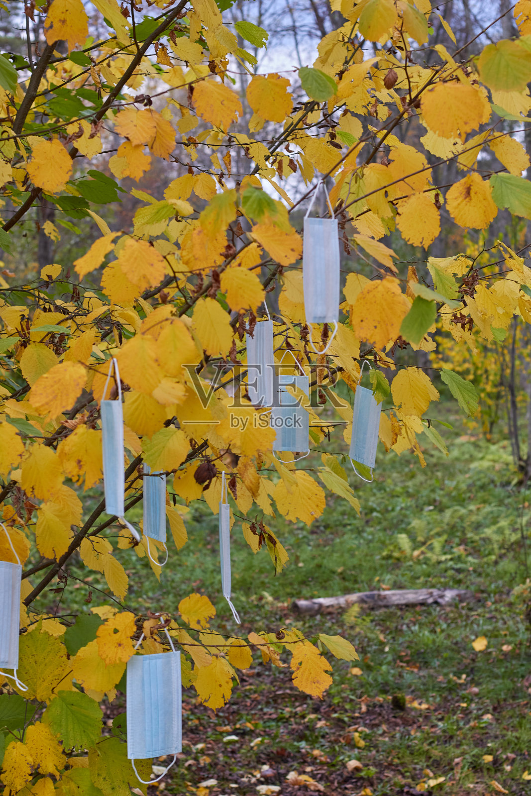 医用一次性口罩,防止秋天的黄叶照片摄影图片