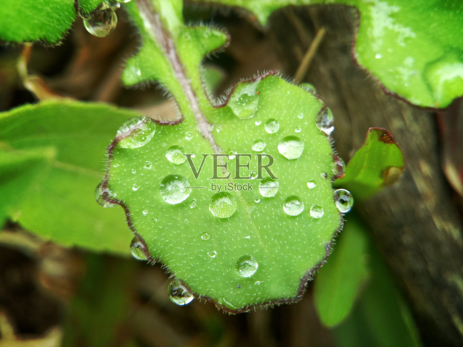晨露照片摄影图片