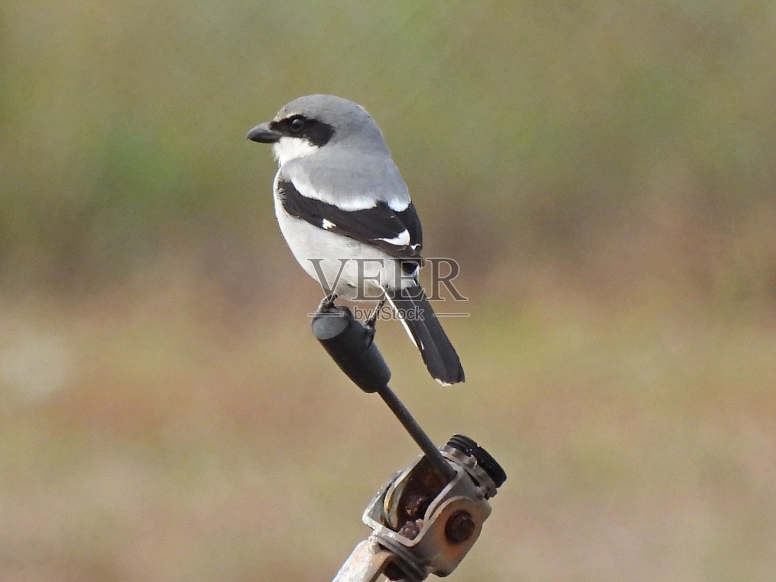 一只红伯劳鸟站在野生动物摄像机前照片摄影图片