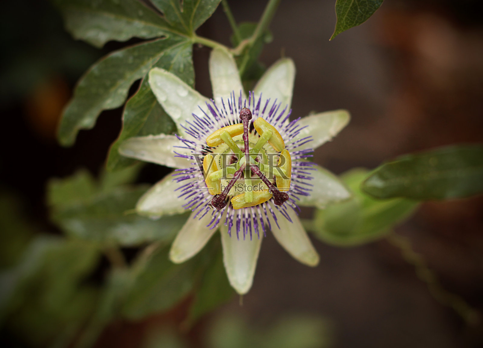 花照片摄影图片