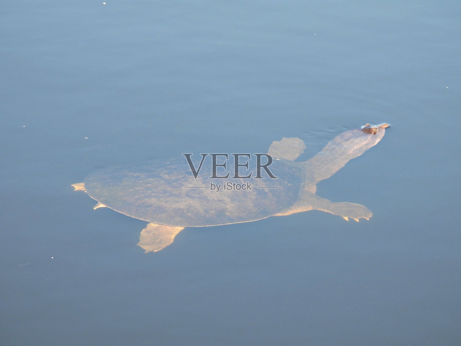 佛罗里达软壳龟(Apalone ferox)在佛罗里达湿地游泳照片摄影图片