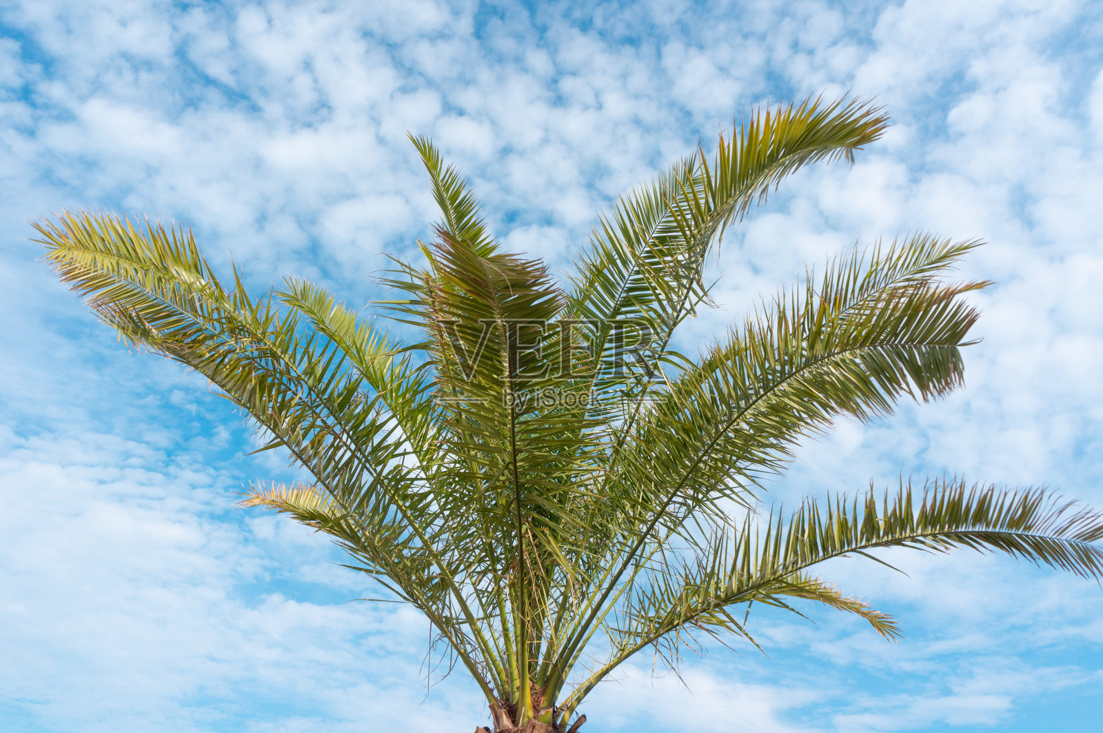 在蓝天的背景下,棕榈树的枝干闭合了照片摄影图片