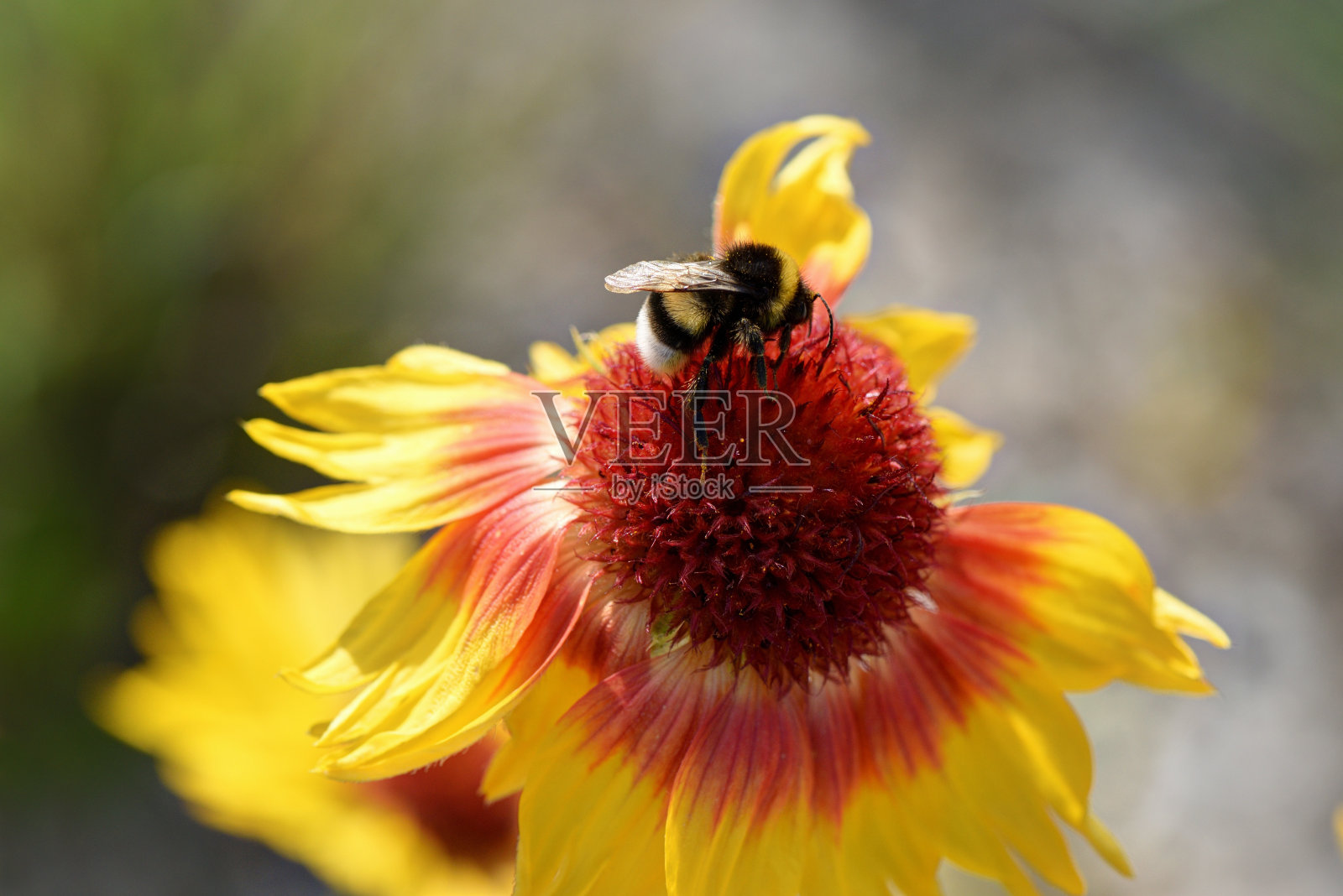 花与大黄蜂照片摄影图片