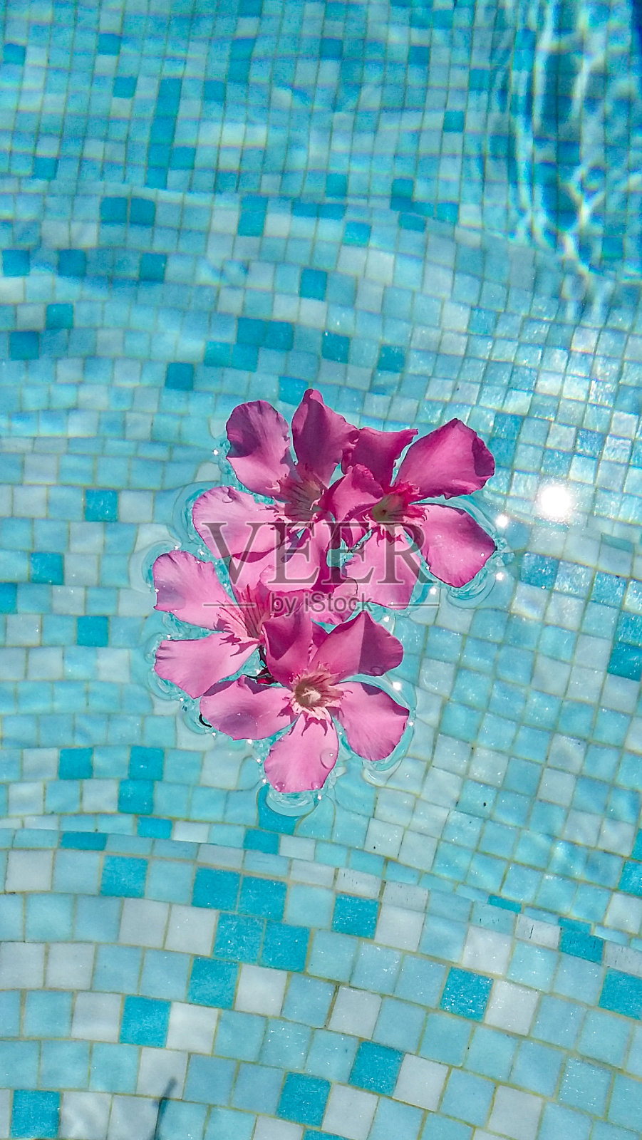 粉红色的花和游泳池在夏天照片摄影图片