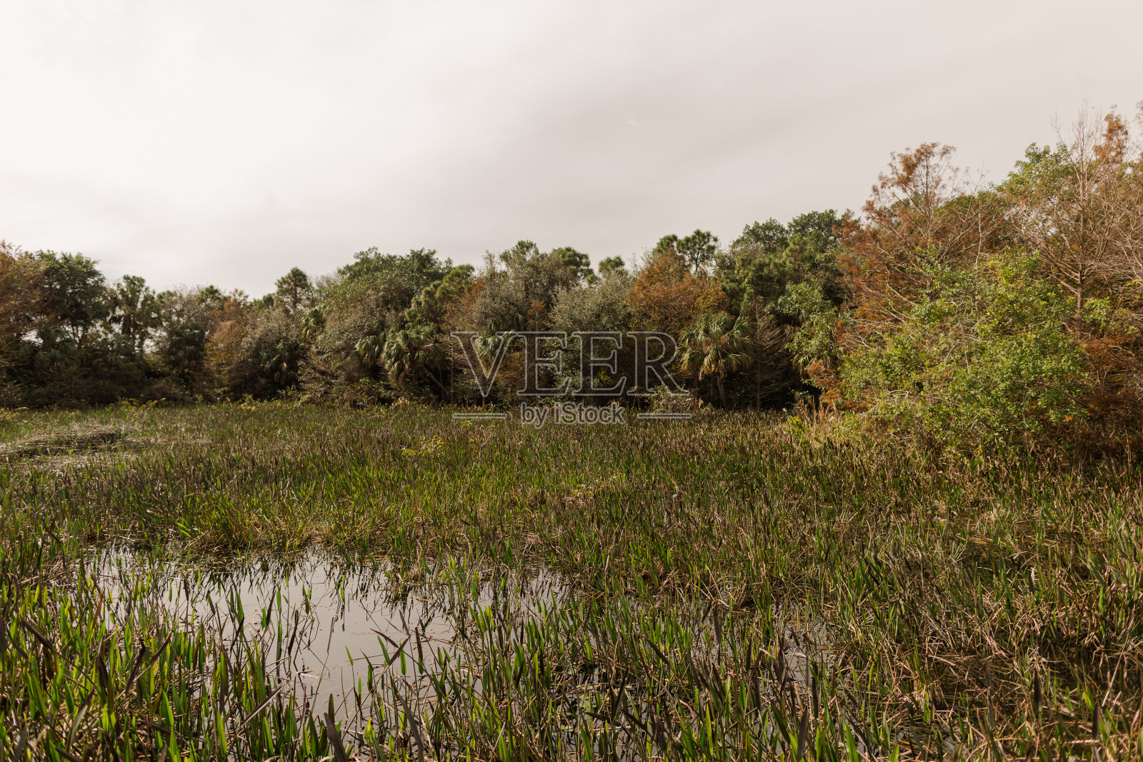 2021年1月,佛罗里达州西博因顿海滩的自然景观照片摄影图片