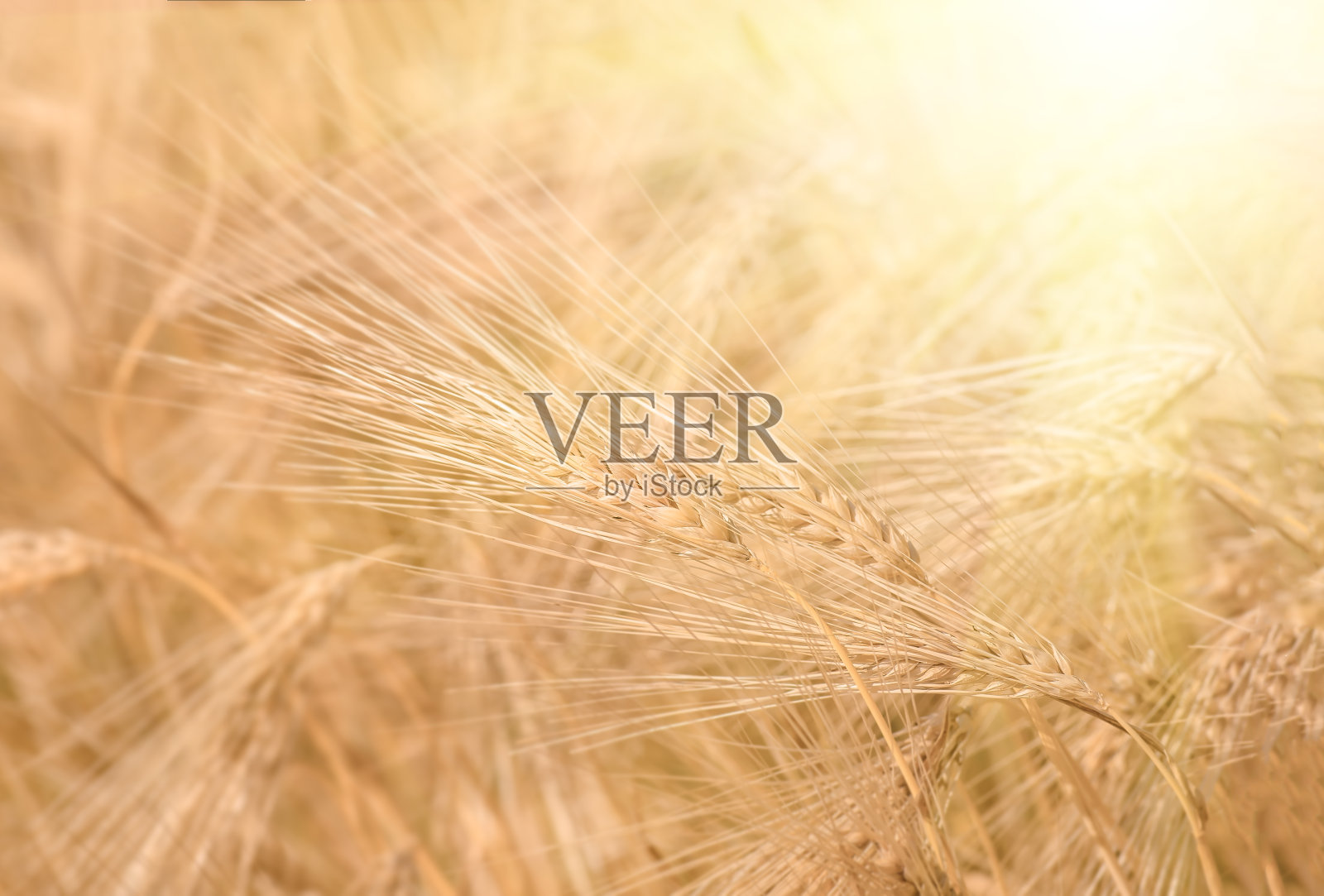 有机金黄成熟小麦穗在田间照片摄影图片