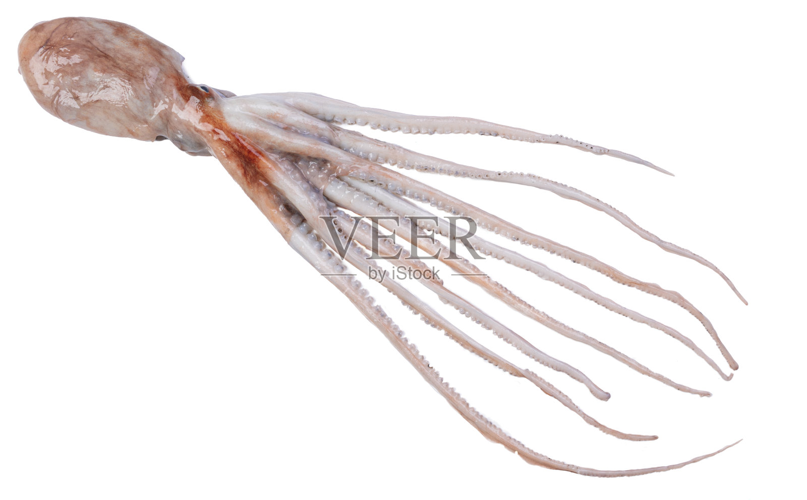 新鲜的鱼、章鱼照片摄影图片