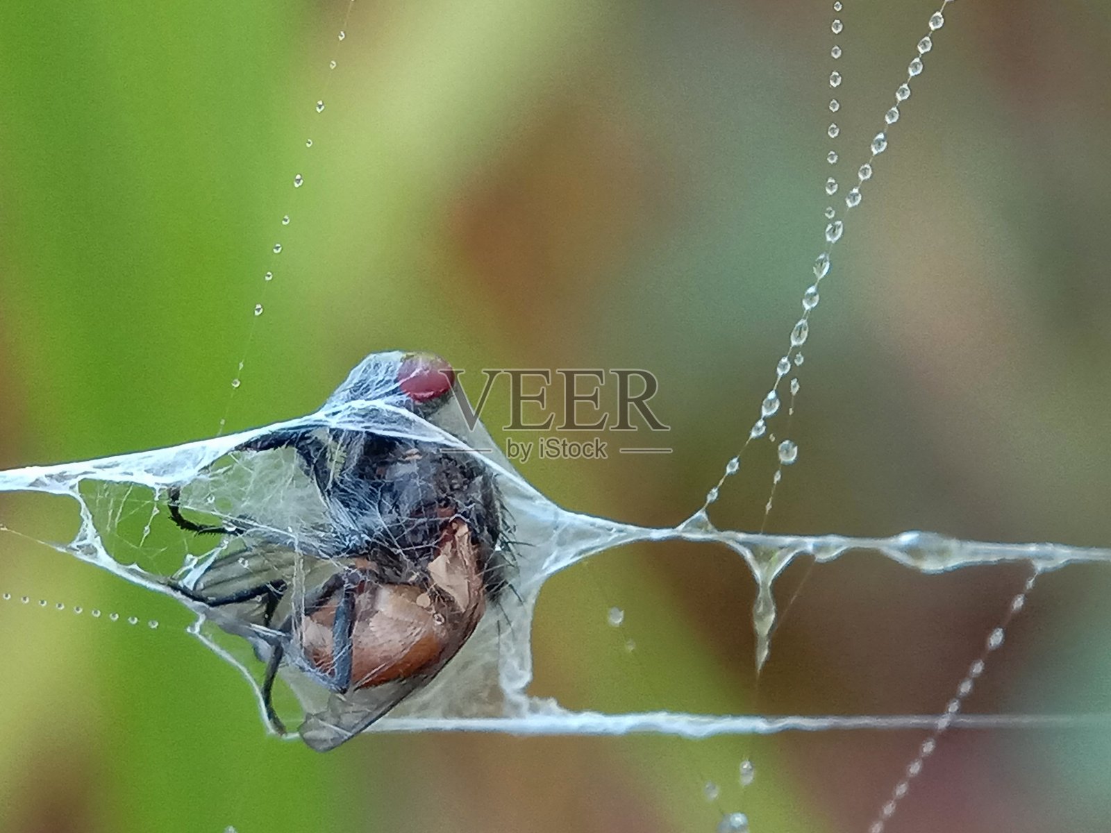蜘蛛网缠绕在一起照片摄影图片