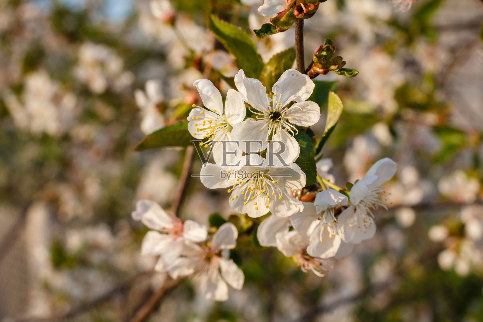 春天果园里盛开的樱桃树的树枝。照片摄影图片