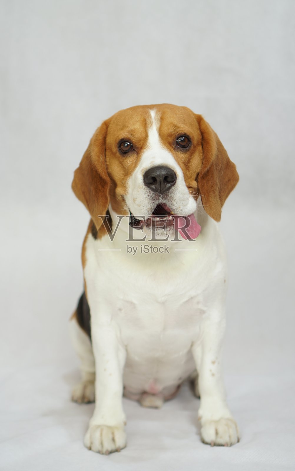 小猎犬的狗照片摄影图片