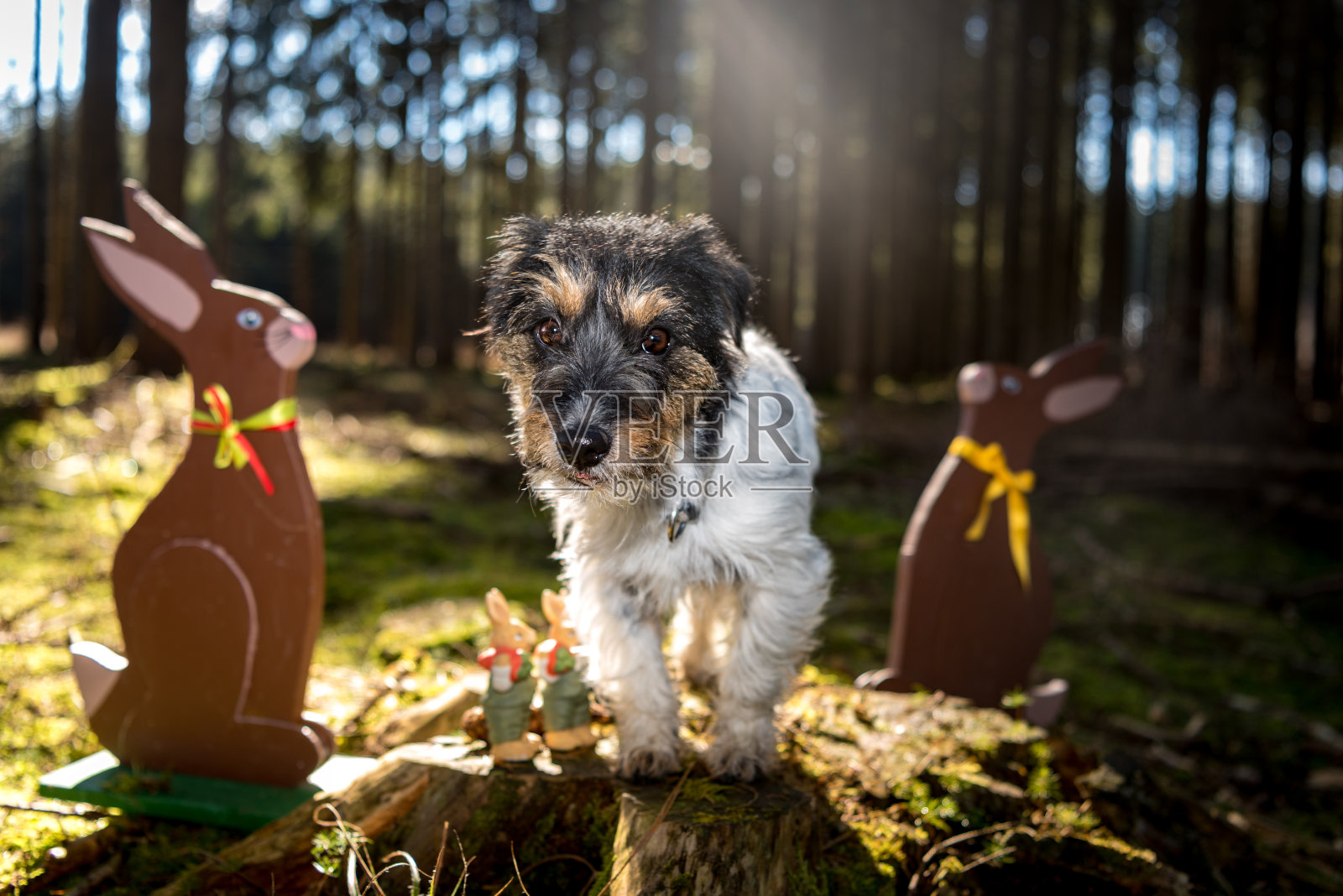 疯狂的复活节小狗和木制的复活节兔子坐在户外的森林里。酷粗毛杰克罗素猎犬照片摄影图片