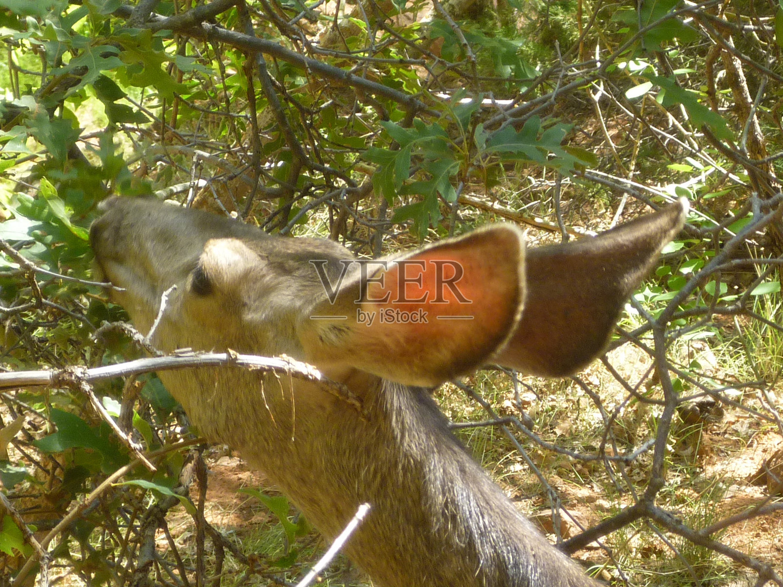 锡安的鹿照片摄影图片