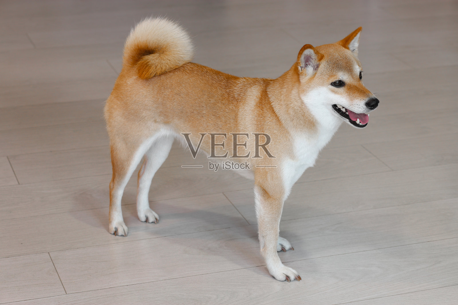 一只年轻可爱的红狗柴犬站在灰色的地板上。照片摄影图片