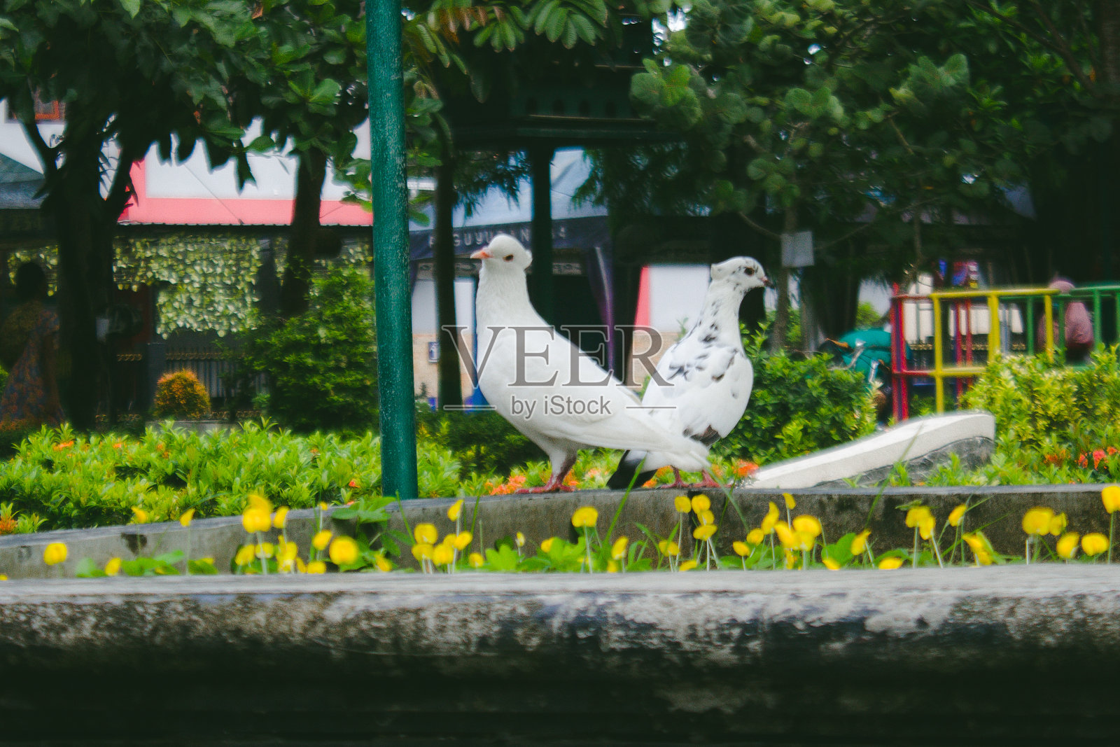 城市公园里的鸽子照片摄影图片