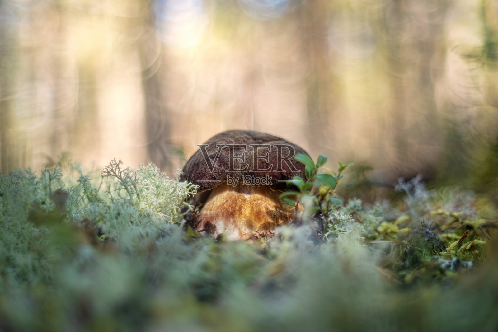白蘑菇(拉丁语Boletus edulis)或猪(还原:白色)照片摄影图片