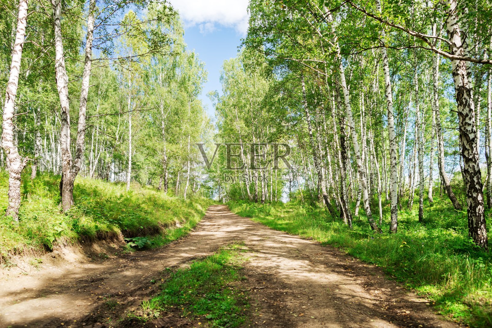 在一个阳光明媚的夏日,一条土路穿过白桦林。照片摄影图片
