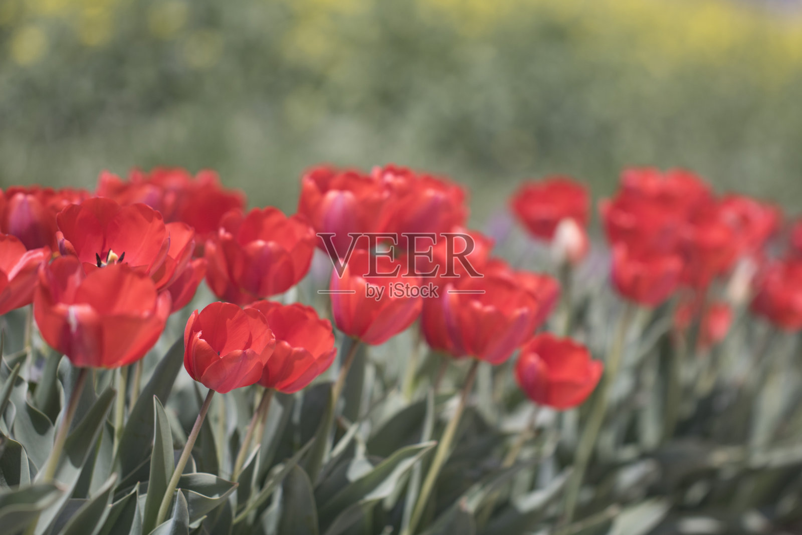 郁金香照片摄影图片