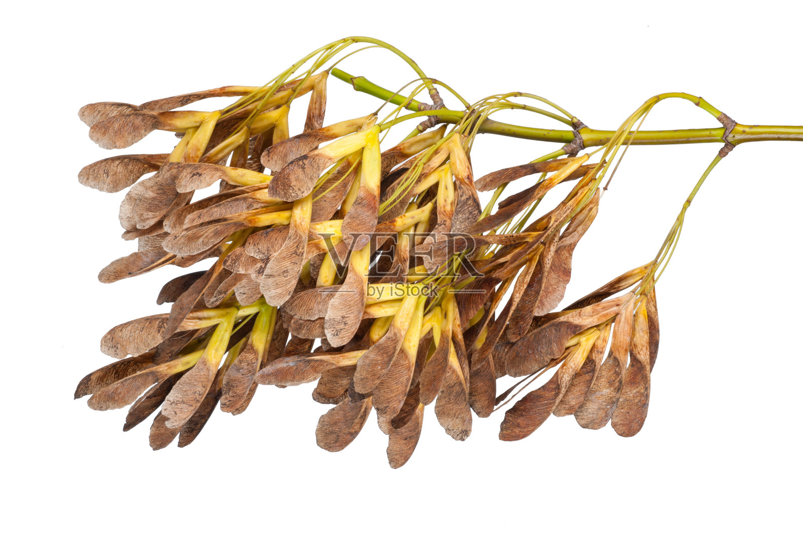 白色背景上的枫树种子照片摄影图片