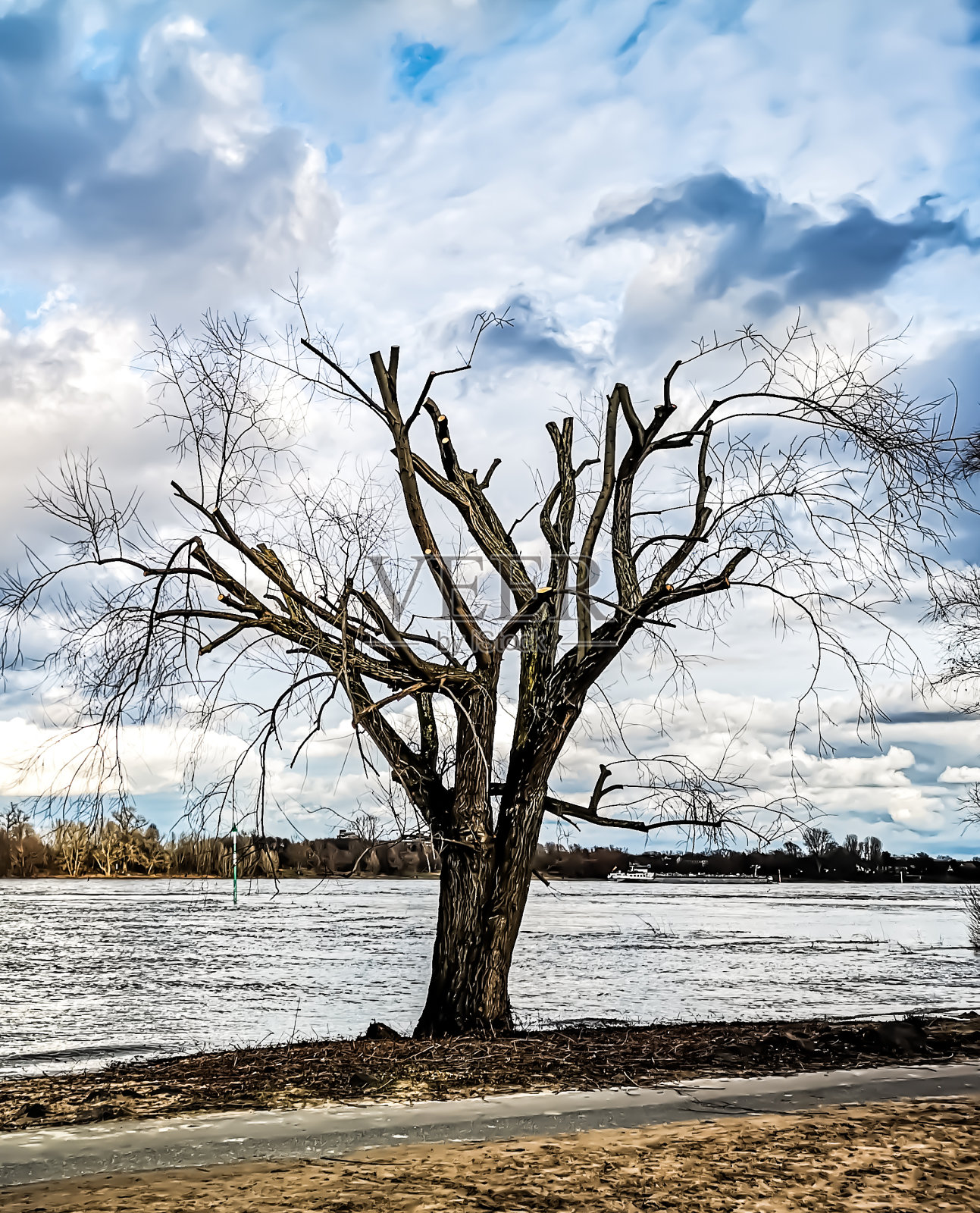 冬天,科隆莱茵河畔的一棵孤独的树照片摄影图片