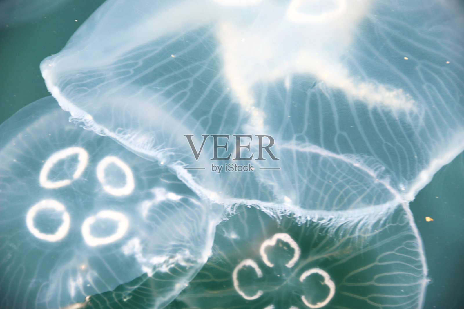 海面上拍摄的水母视图照片摄影图片