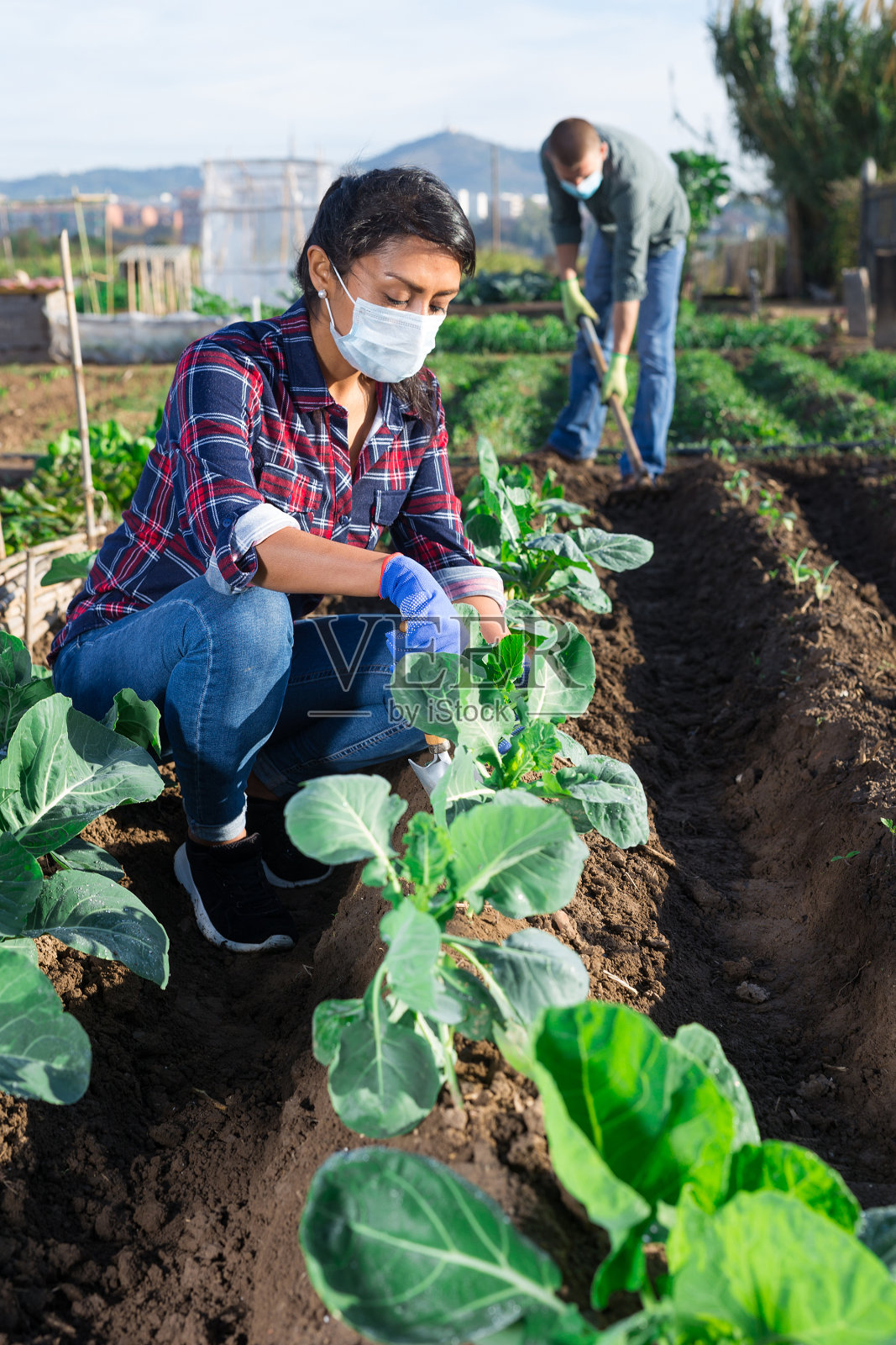 一名妇女戴着防护面具在菜园里挖白菜照片摄影图片