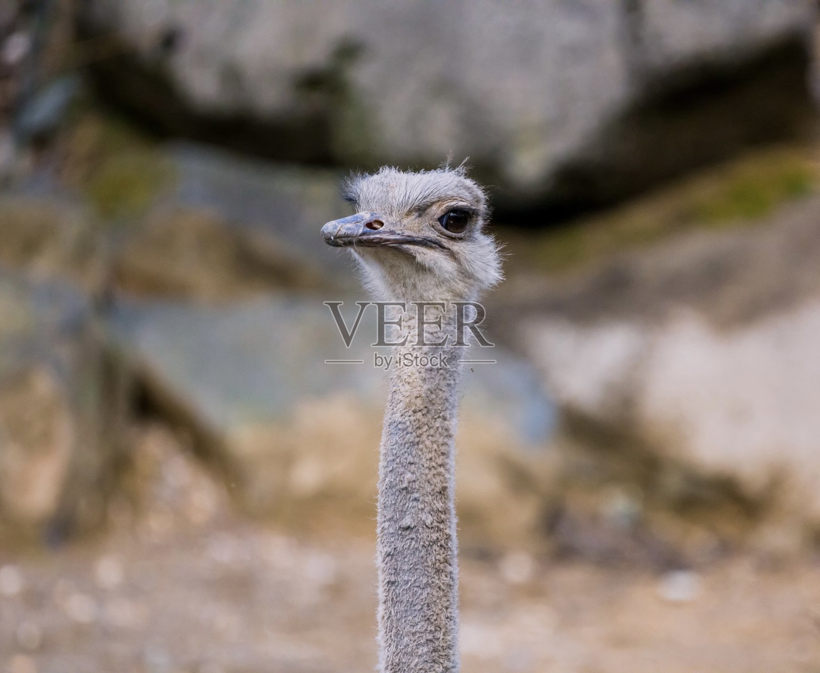 鸵鸟头照片摄影图片