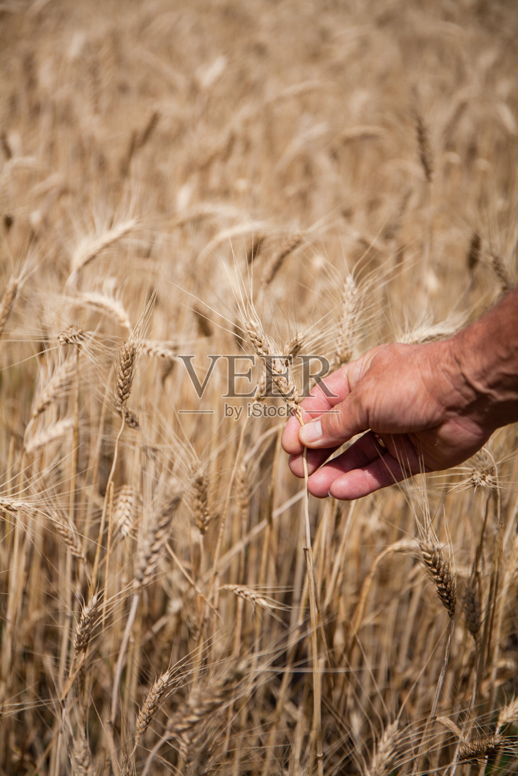 农夫的手拿着麦穗在田里。照片摄影图片