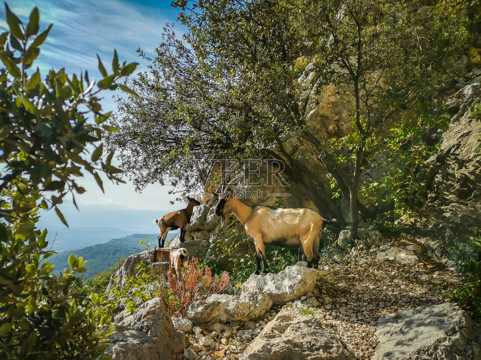 胜利Goats照片摄影图片