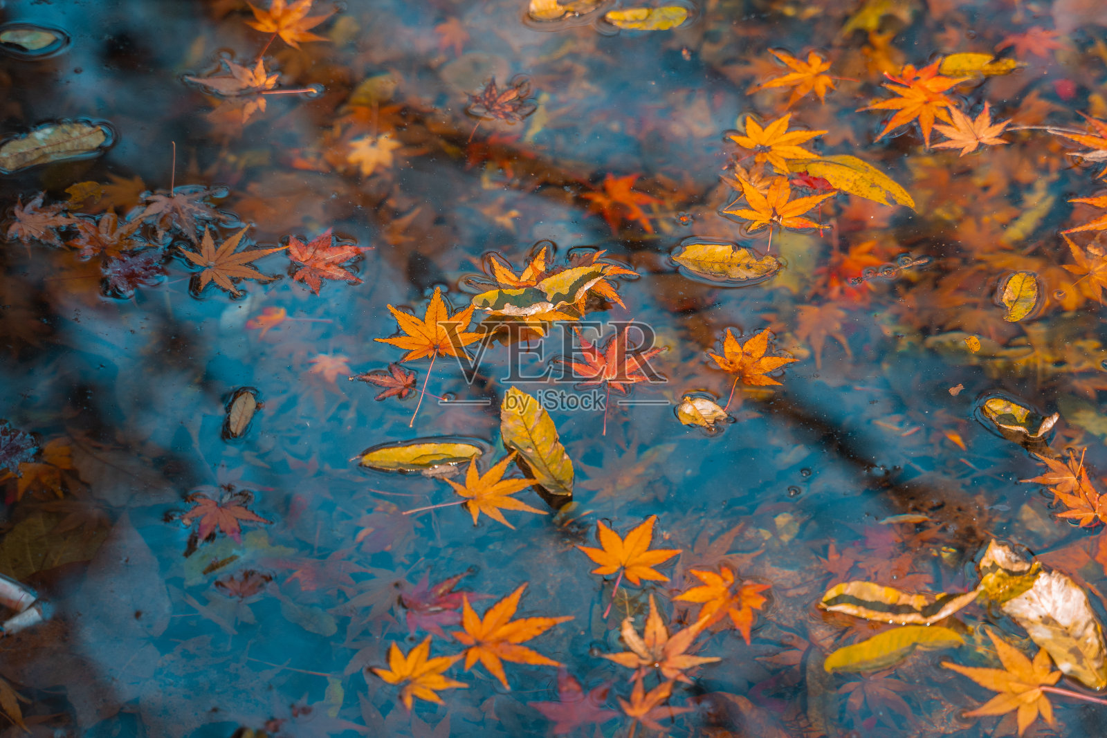 水面上红黄相间的枫叶照片摄影图片