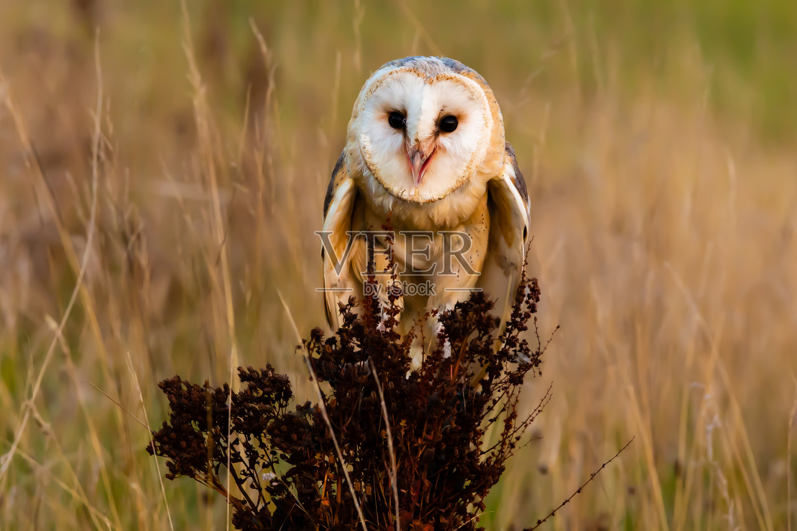 仓鸮栖息在灌木丛中照片摄影图片
