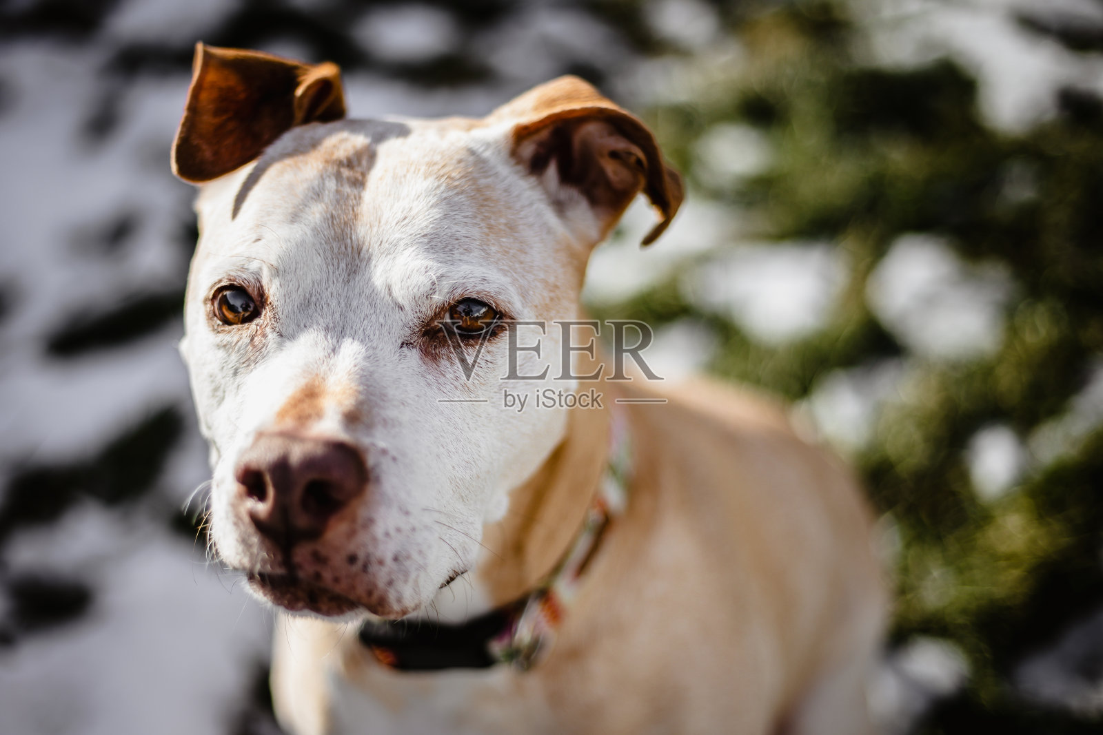 美国斗牛犬的特写照片摄影图片