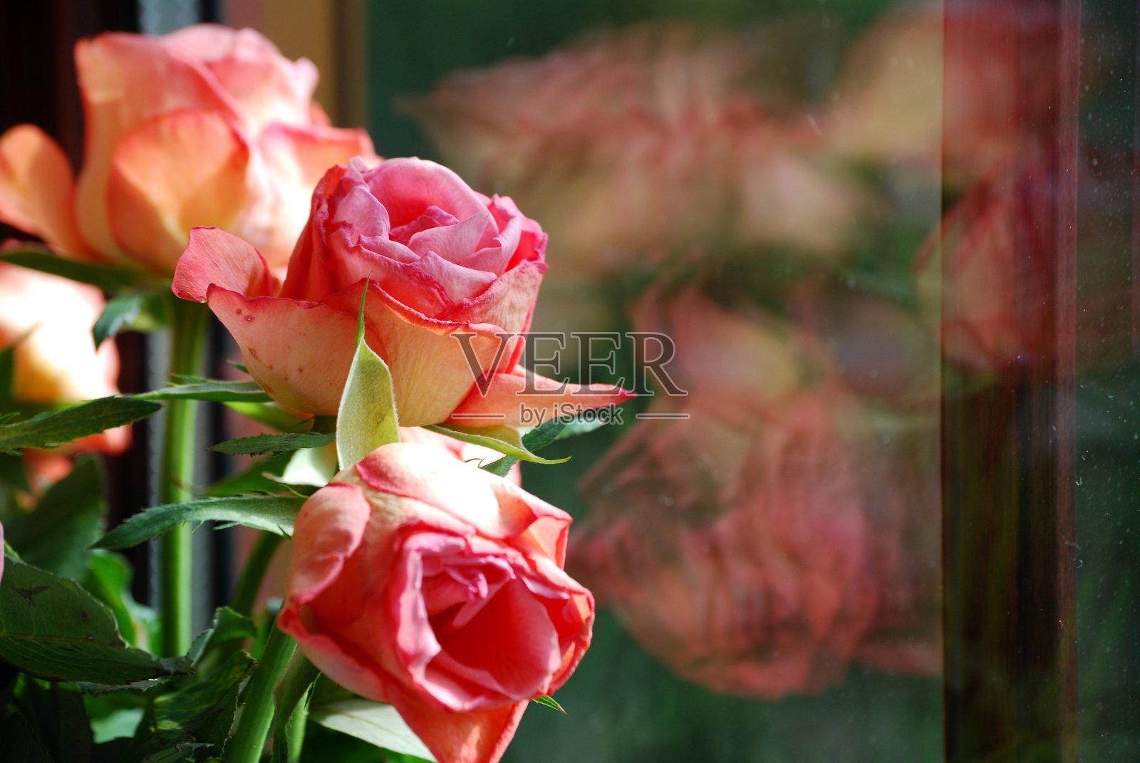 花瓶里的玫瑰花束照片摄影图片