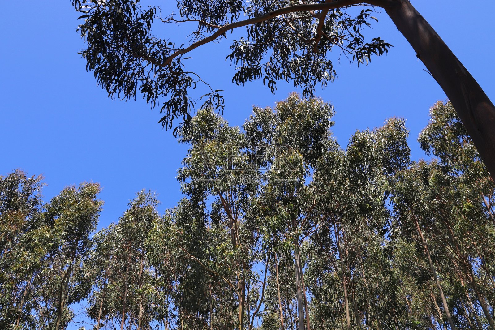 葡萄牙桉树林照片摄影图片