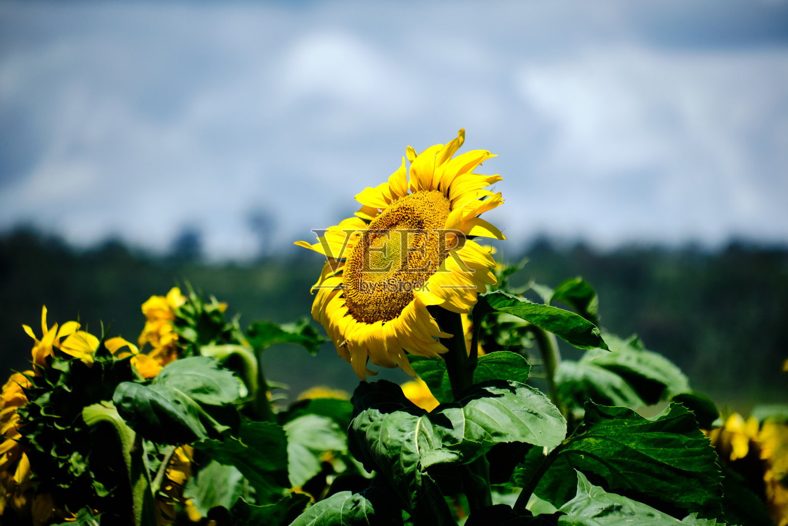向日葵在现场照片摄影图片