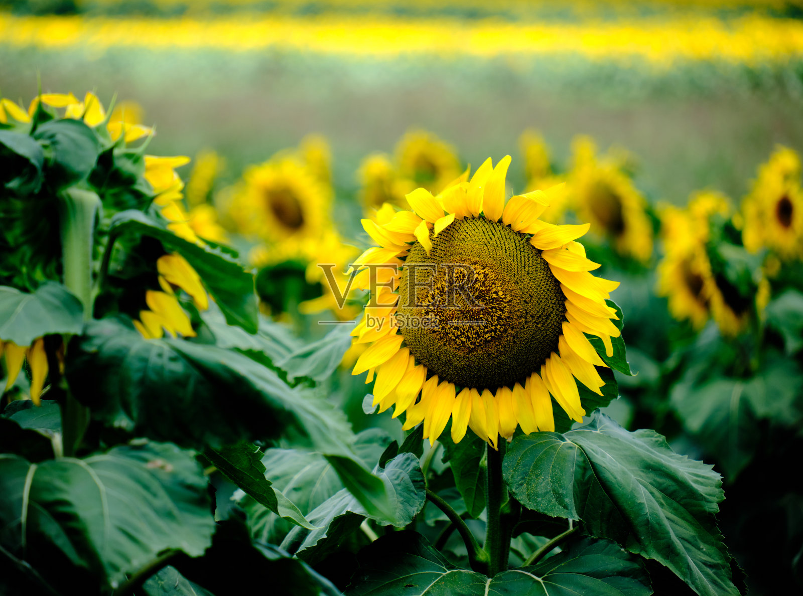 向日葵在现场照片摄影图片