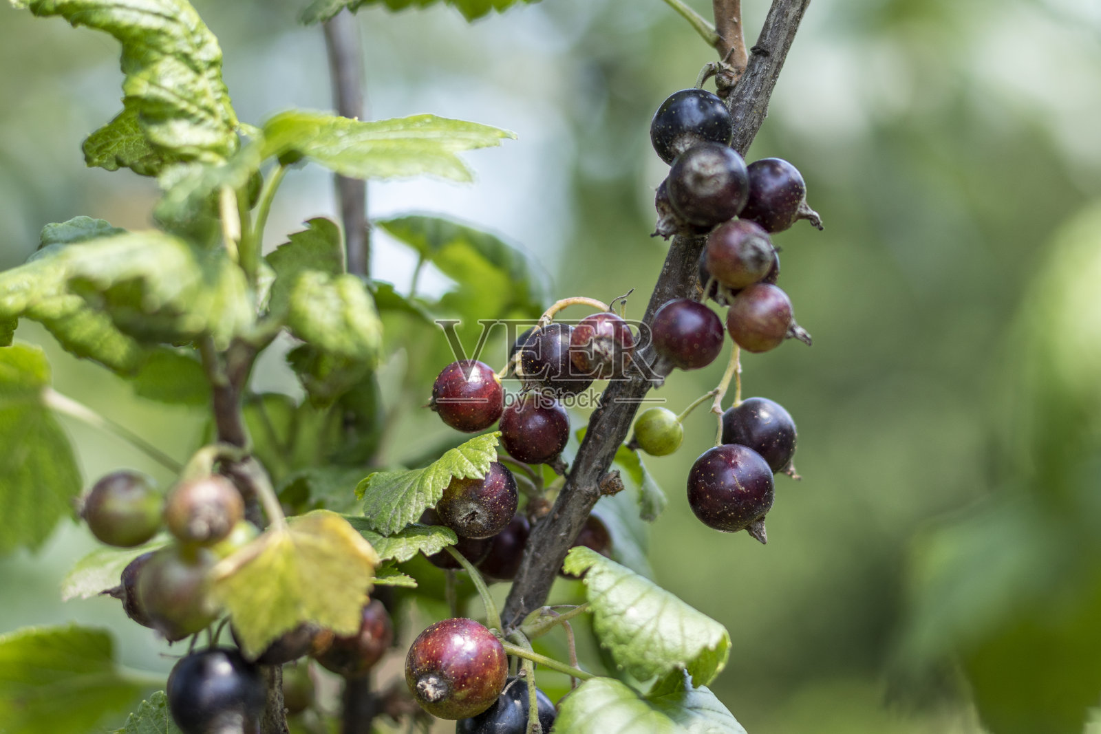 有成熟浆果的黑醋栗枝。照片摄影图片