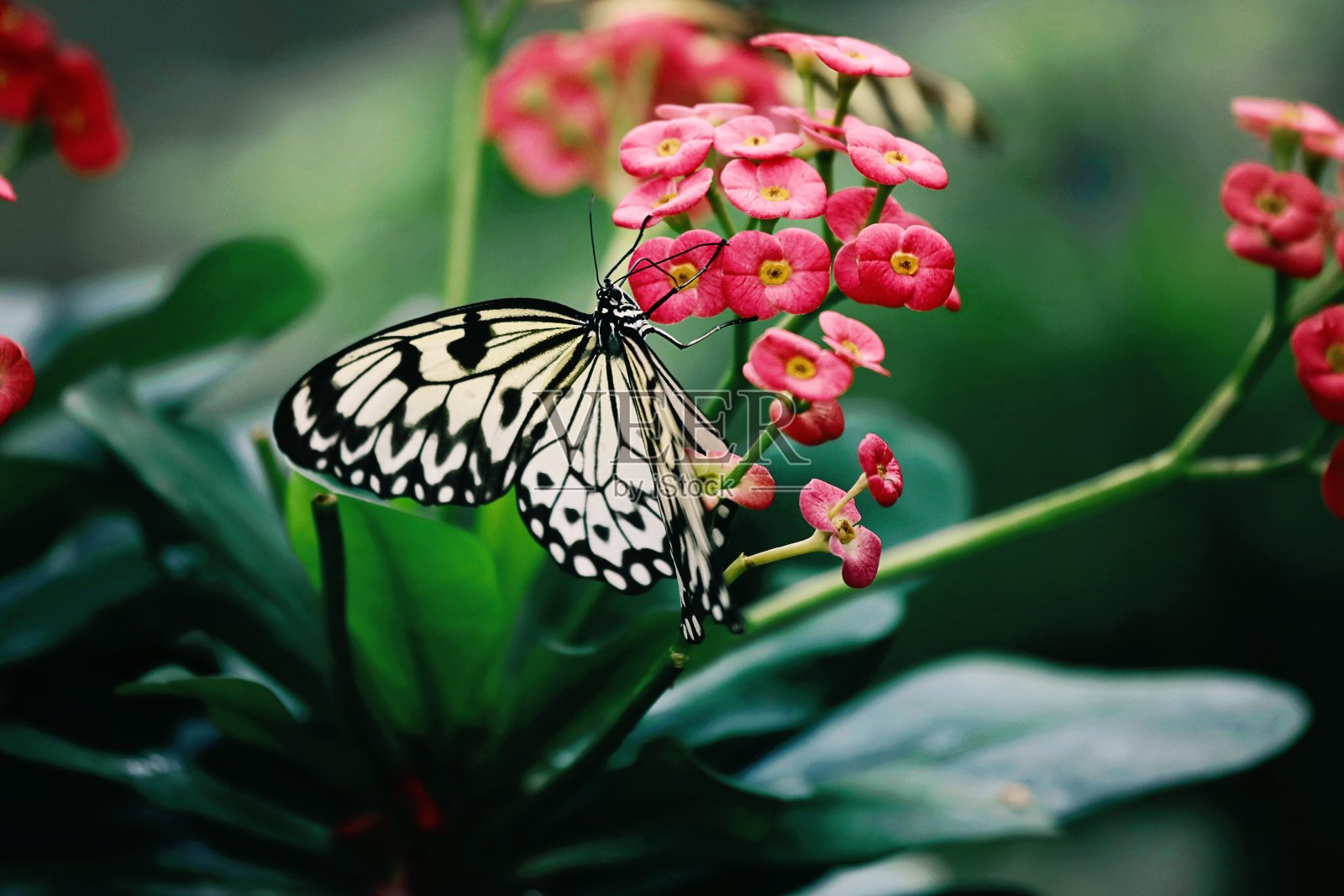 蝴蝶在花照片摄影图片