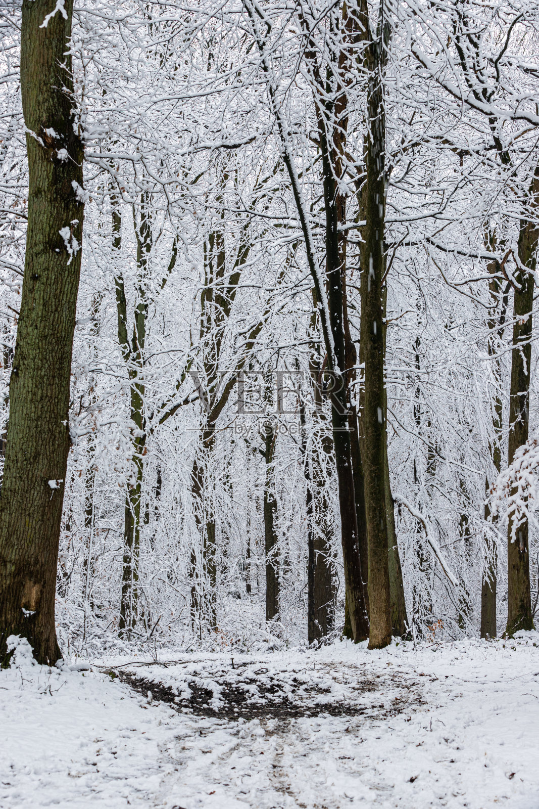 荷兰和比利时边境的冬季景观,在Mheer和altembrock之间照片摄影图片