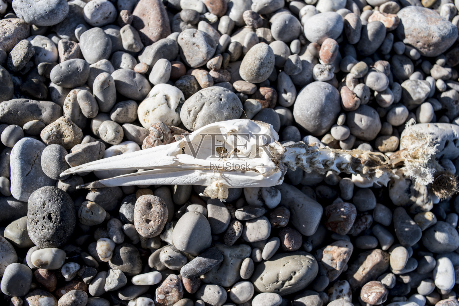 海滩石头上的死鸟骨架照片摄影图片