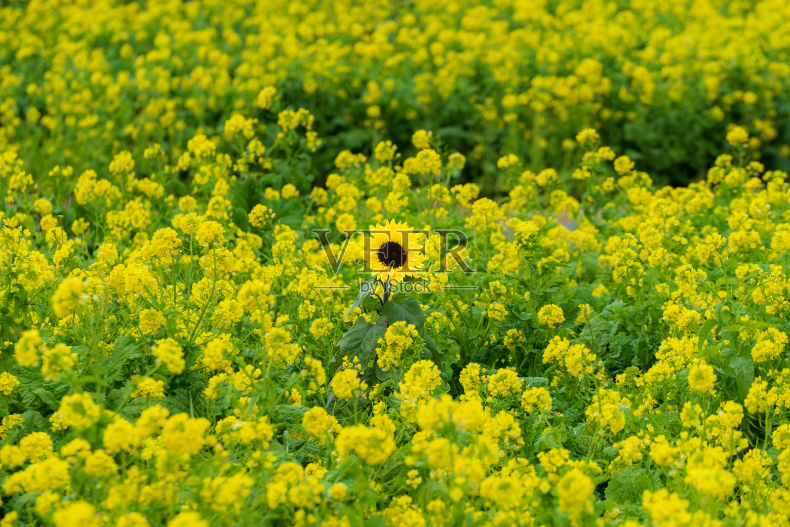 油菜花和向日葵照片摄影图片