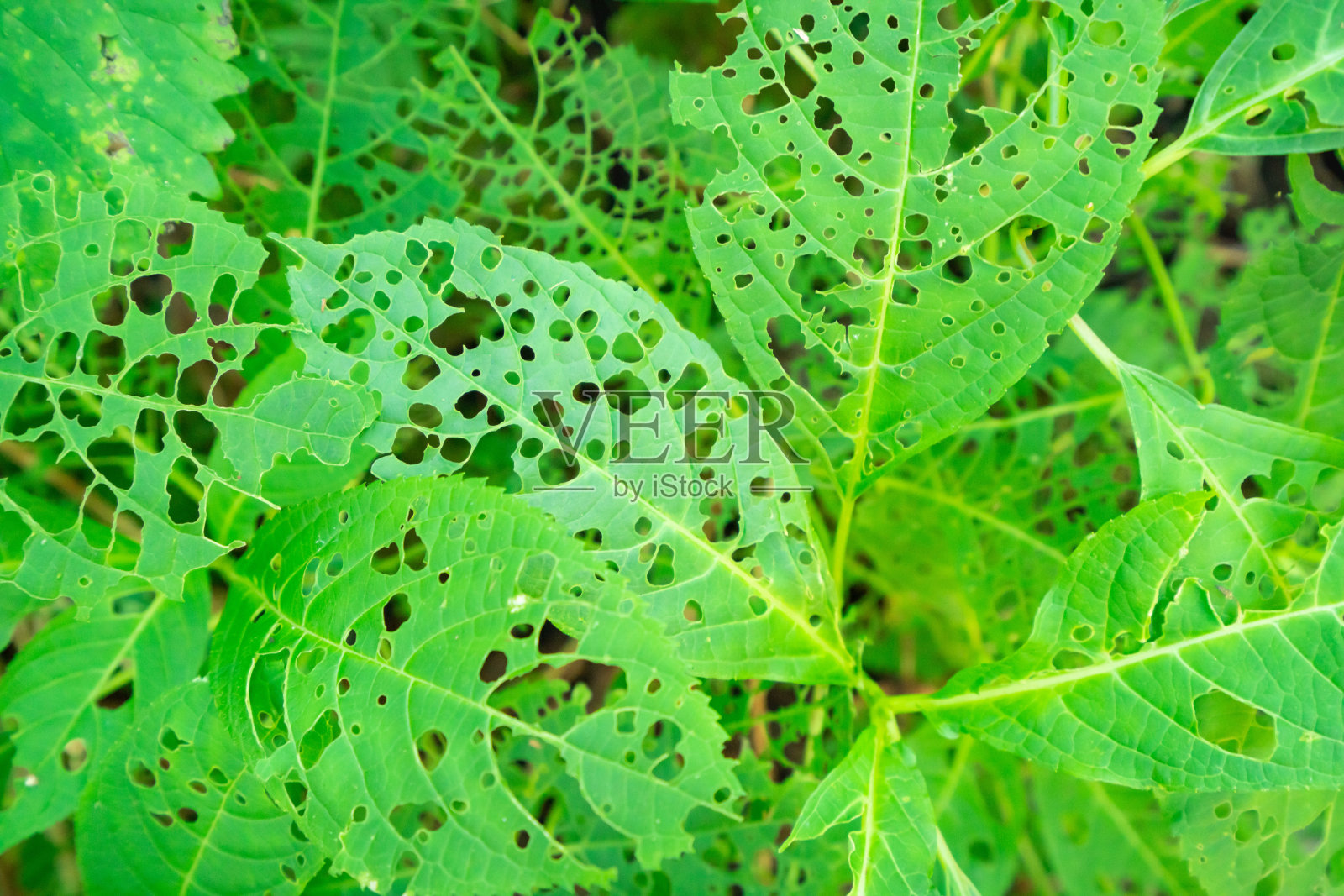 被昆虫吃的有孔植物的叶子照片照片摄影图片
