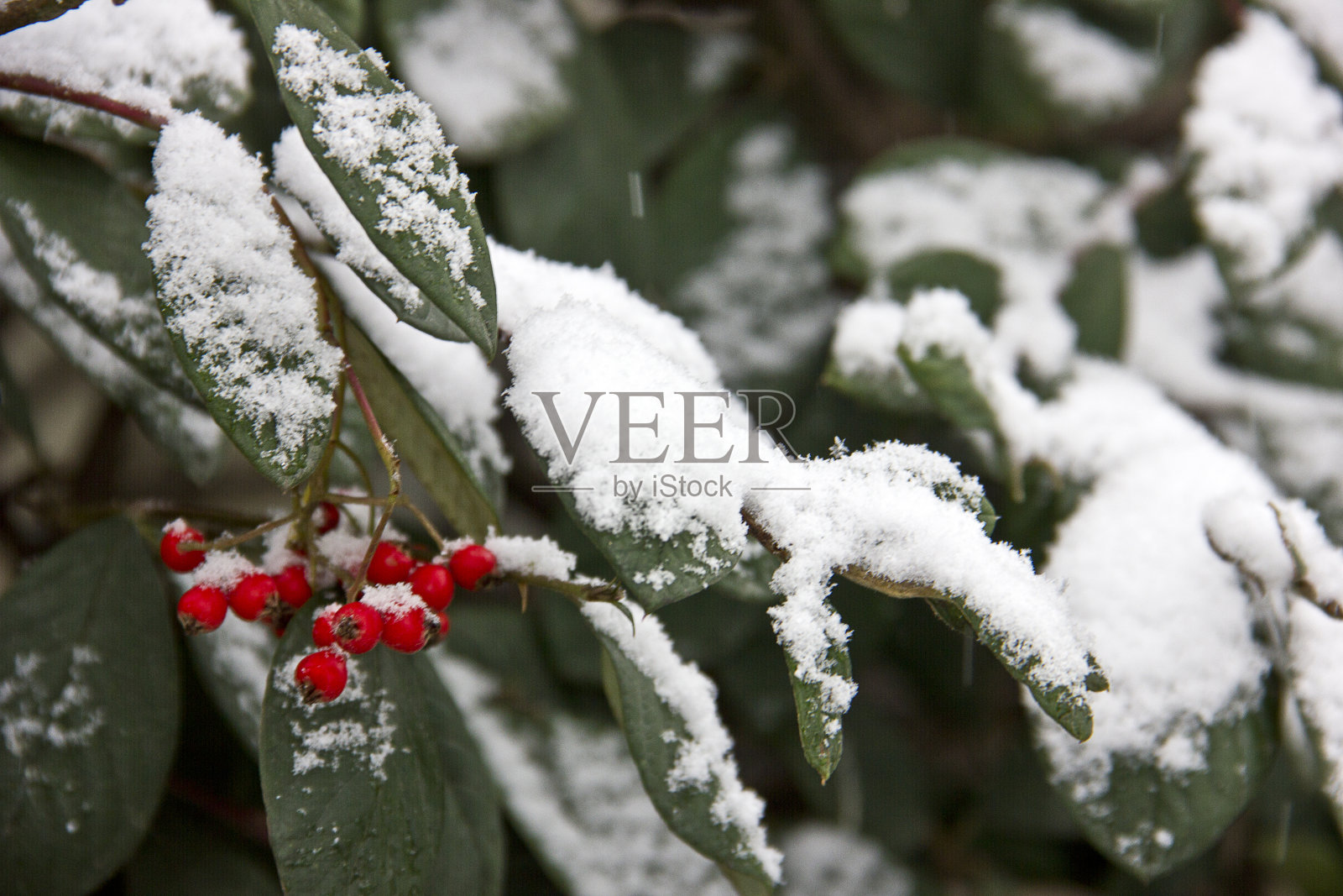雪覆盖的树照片摄影图片