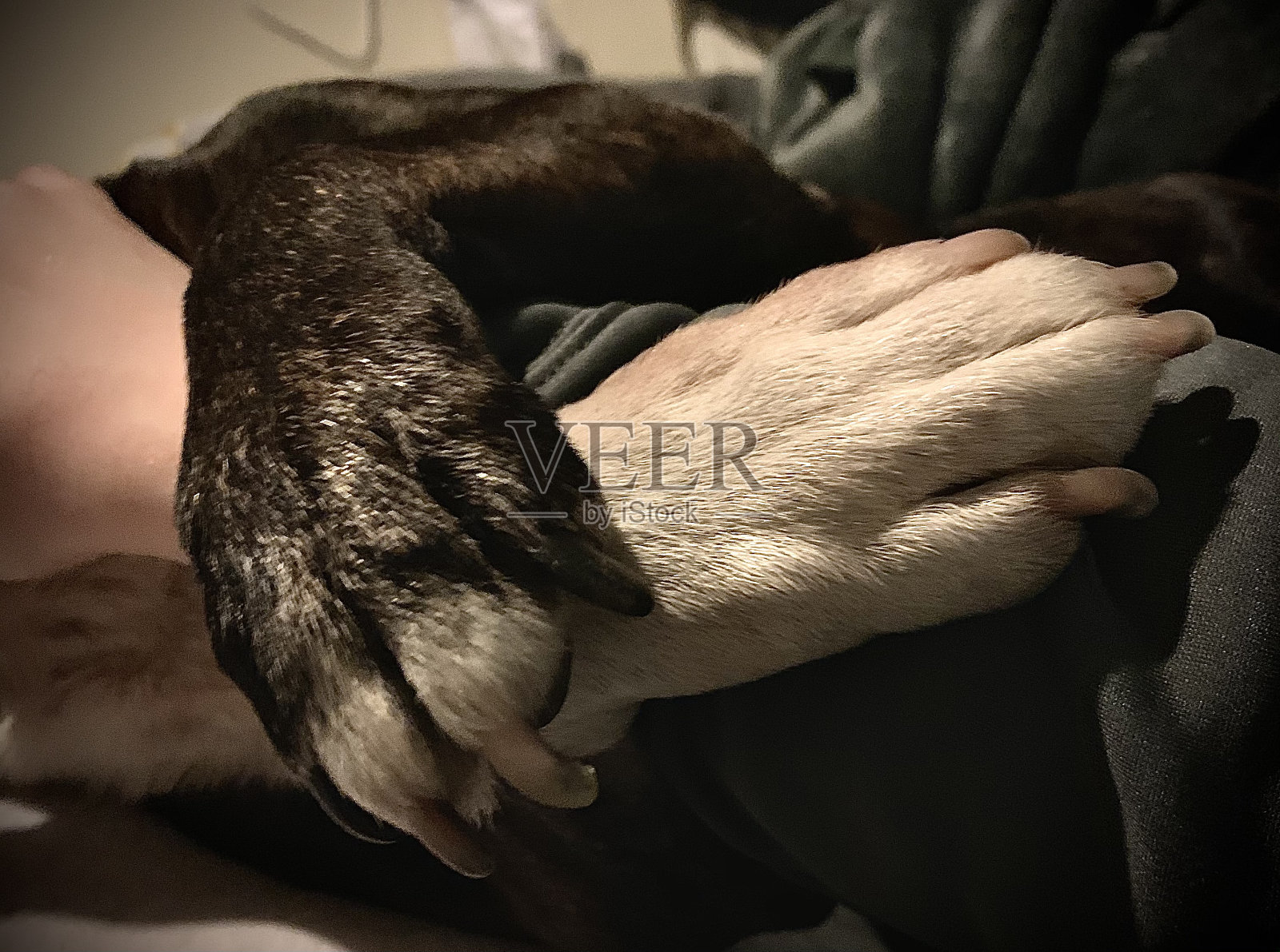 爪子照片摄影图片