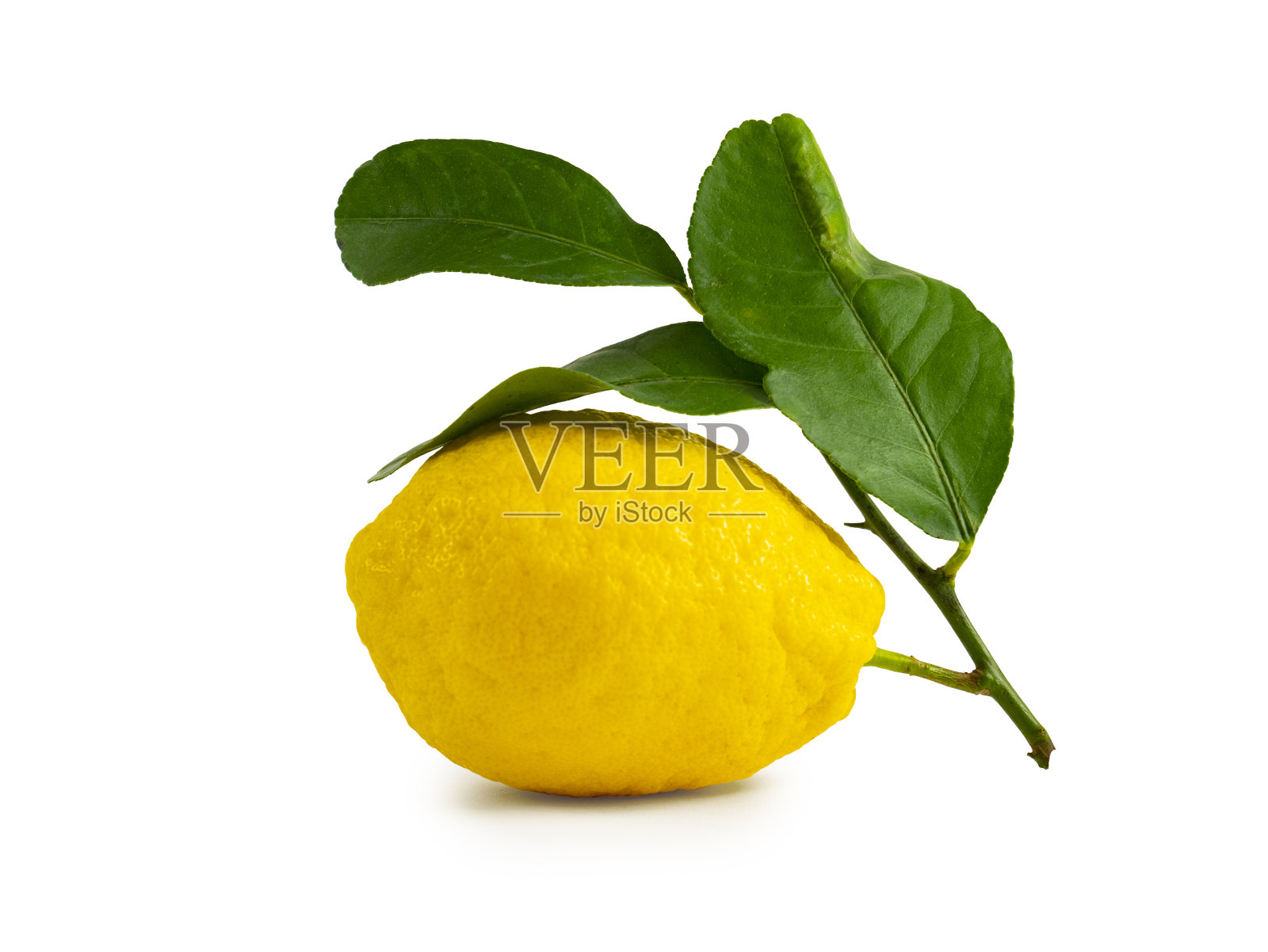 一种柑橘属的药材,香橼类水果,叶子孤立在白色底上。照片摄影图片