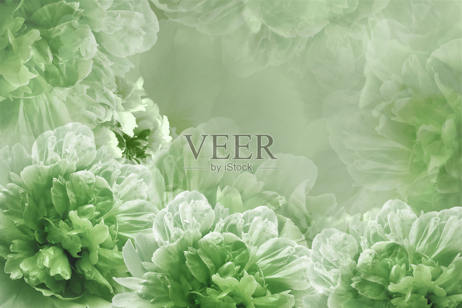 绿牡丹花朵。花的背景。贺卡。大自然。照片摄影图片