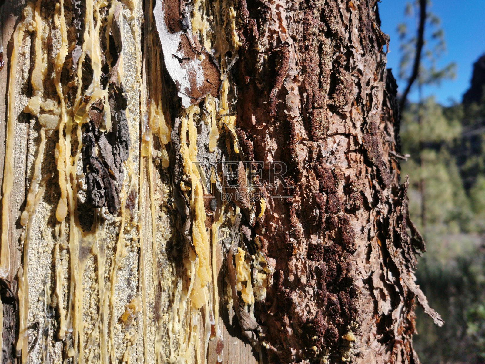 树脂照片摄影图片