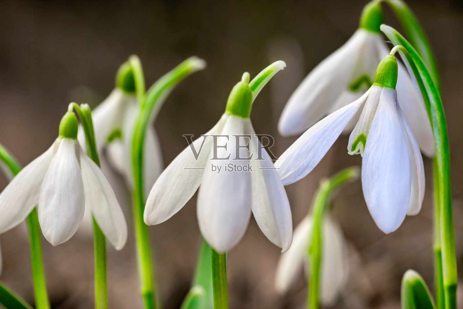 雪花莲照片摄影图片