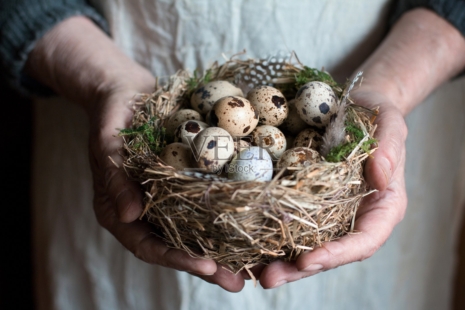 一位老人的手捧着一个鸟窝,里面有鹌鹑蛋和青苔,还有羽毛。照片摄影图片